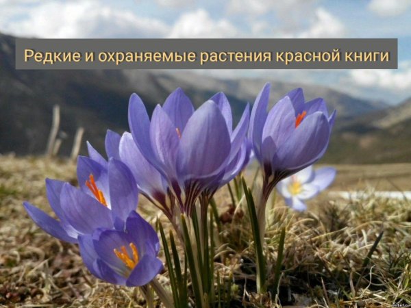 растение красная книга