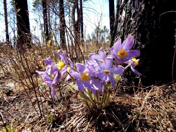 подснежник сибирский прострел