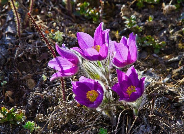 pulsatilla grandis