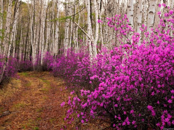 рододендрон даурский в березовой роще