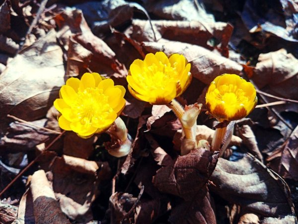 весенние первоцветы