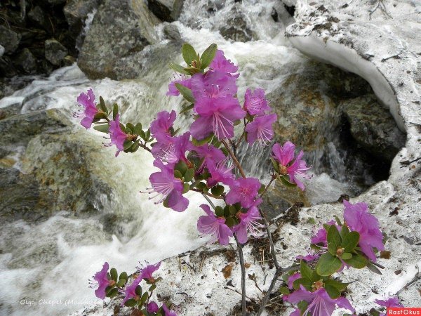 маральник горный алтай цветет