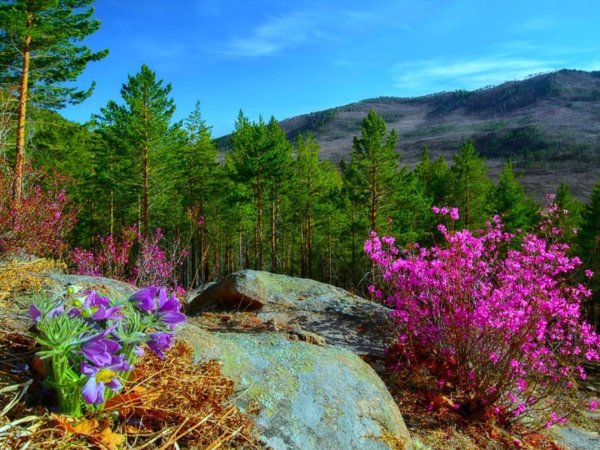 багульник забайкалье