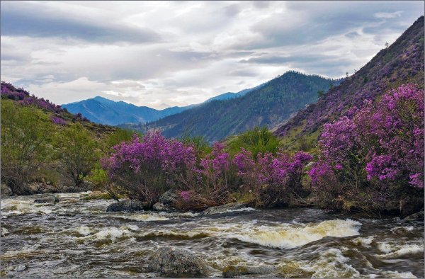 цветение маральника горный алтай