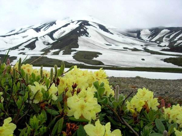 вулканы камчатки вилючинский цветы