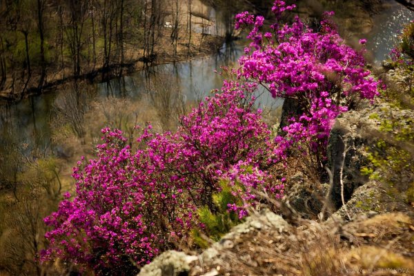 рододендрон даурский забайкалье