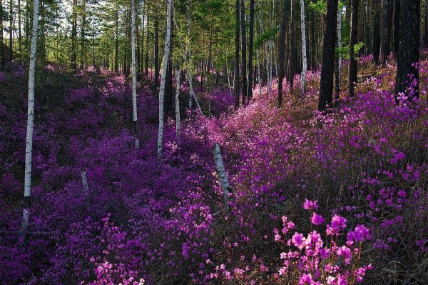 рододендрон даурский забайкалье