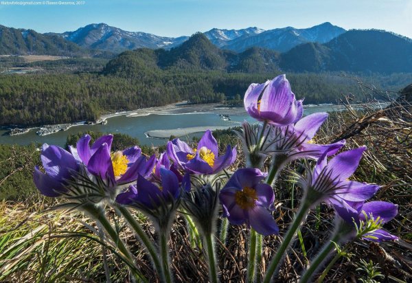 сон трава прострел