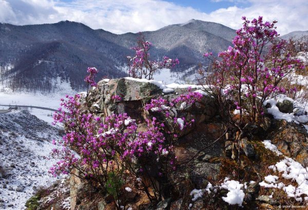 багульник и маральник