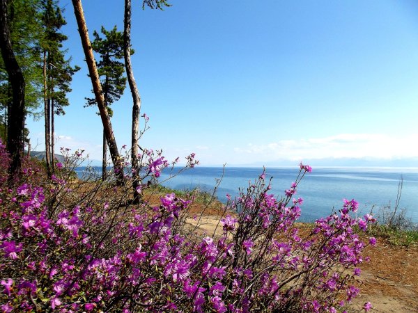 багульник на байкале