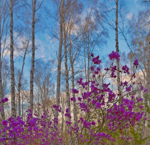 багульник дальневосточный