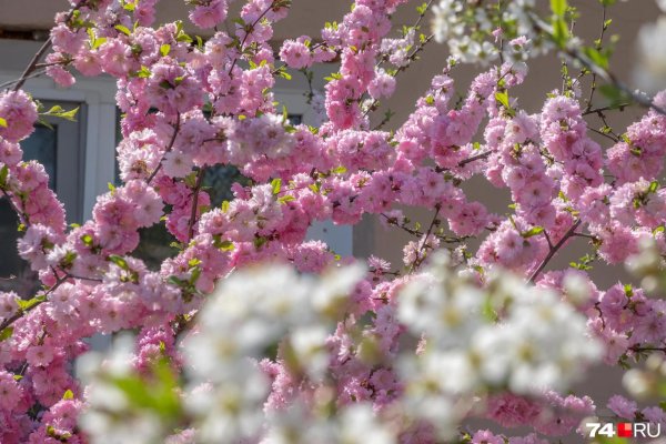 миндаль трехлопастный луизеания