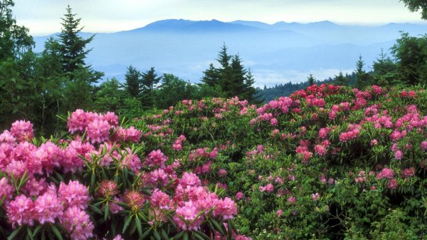 цветок рододендрон