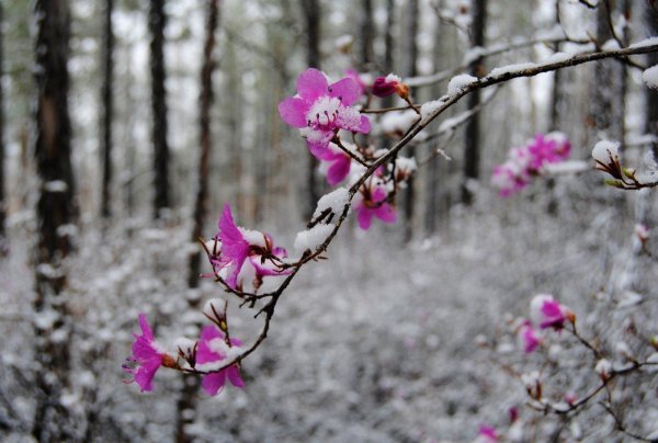 багульник забайкалье