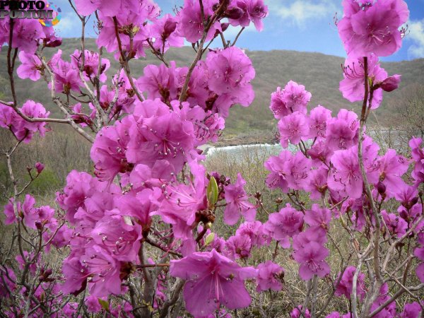 рододендрон даурский