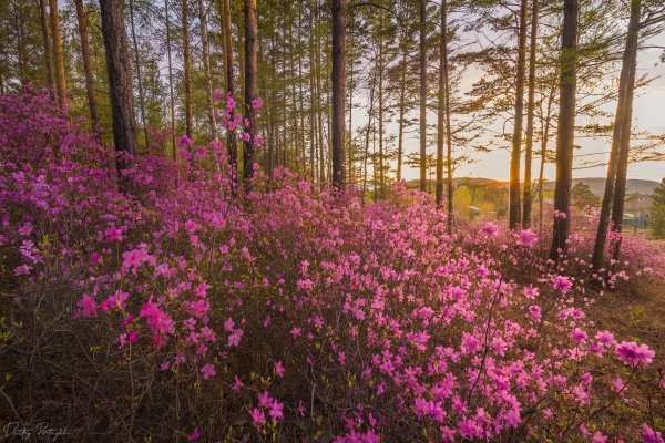 рододендрон даурский