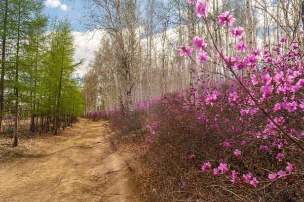 рододендрон даурский забайкалье