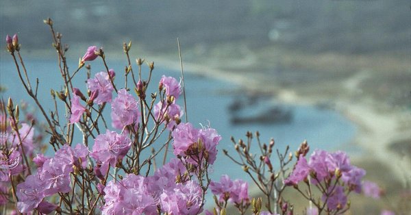 рододендрон даурский багульник забайкалье