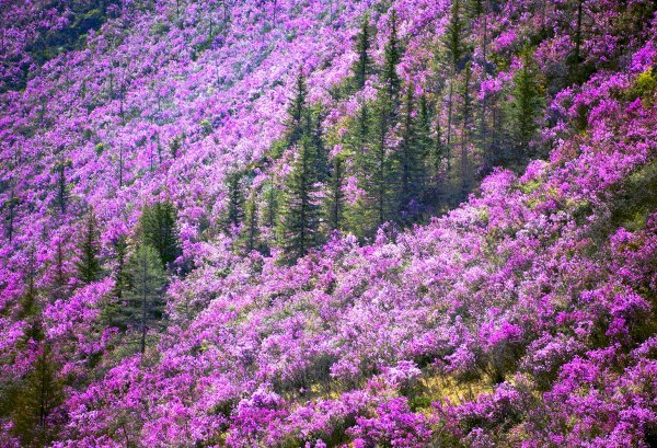 цветение маральника на алтае