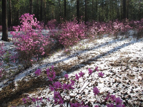 рододендрон даурский забайкалье