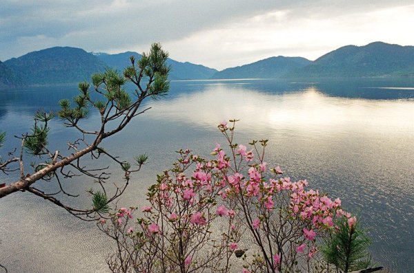 цветение багульника на байкале