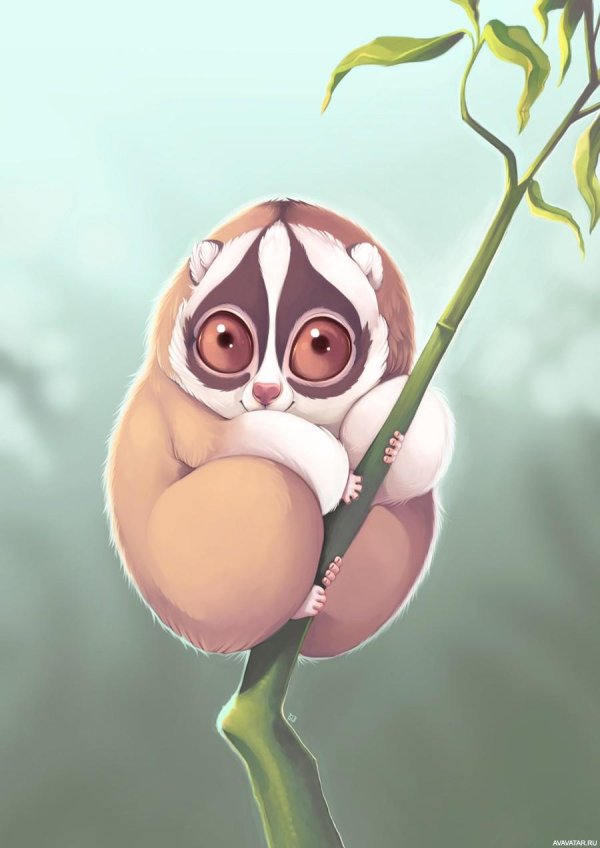 slow loris