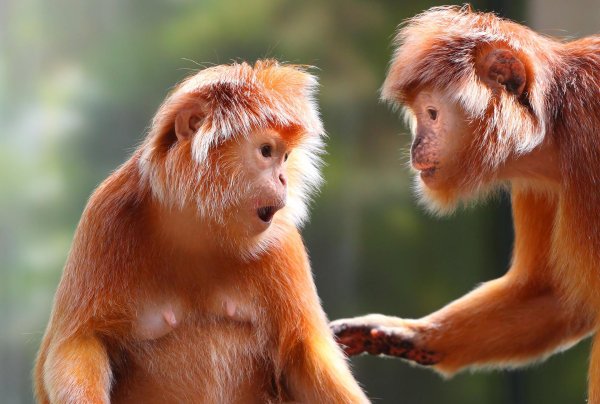 яванский лангур