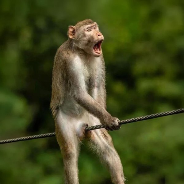 смешное животное