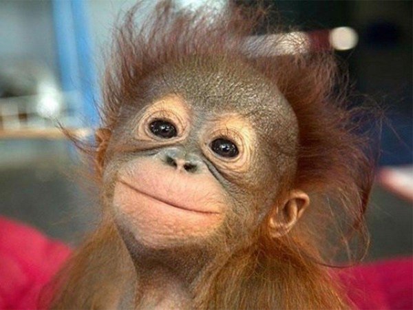 детеныш орангутанга