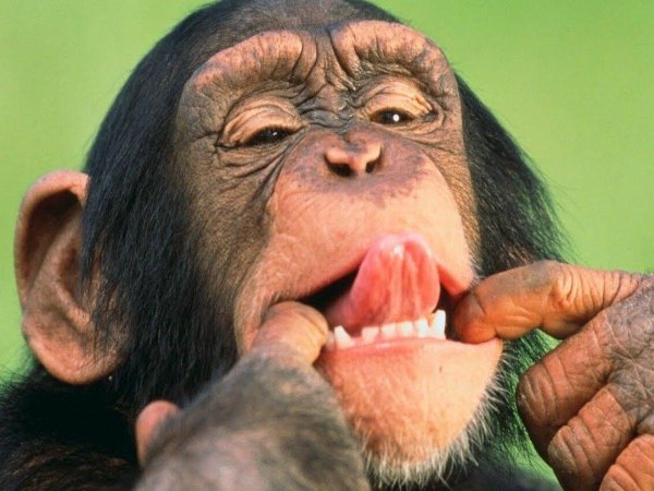 смешные шимпанзе