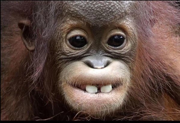 орангутан и шимпанзе