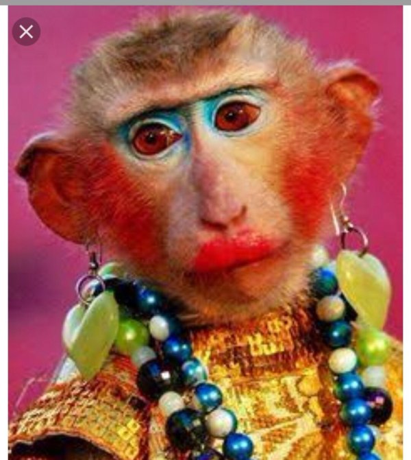 накрашенная мартышка