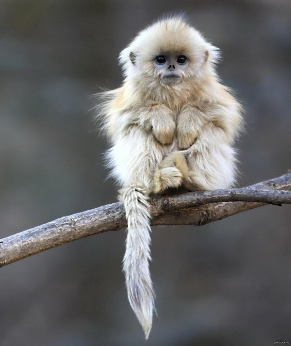 золотистая игрунка