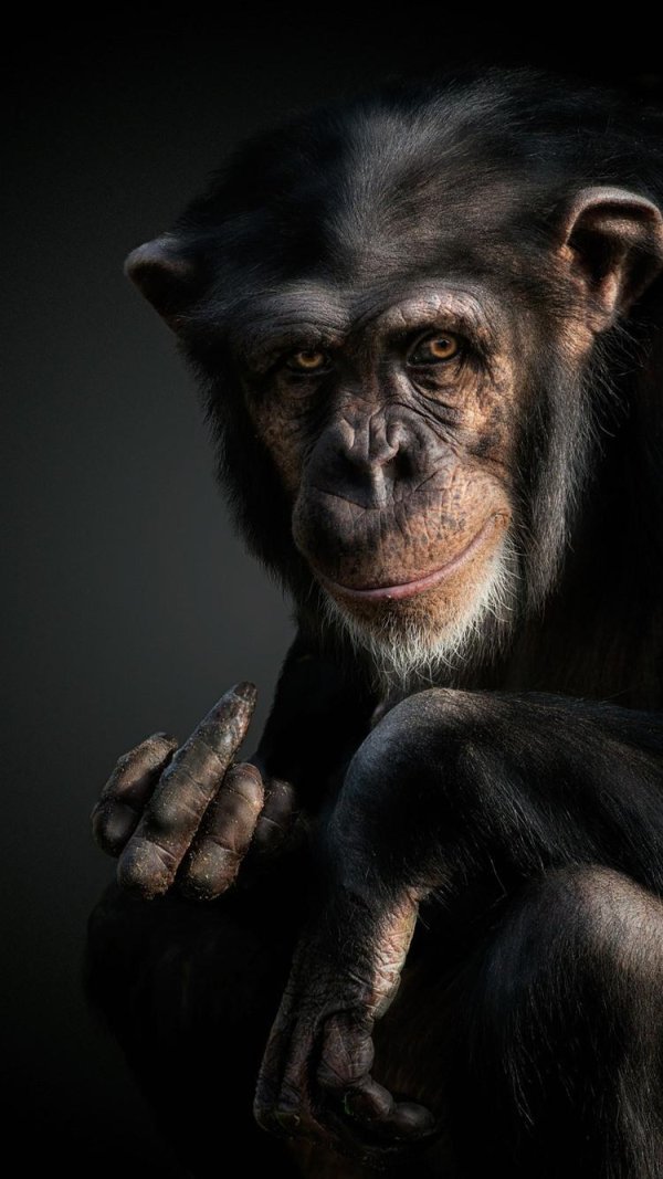 смешные шимпанзе