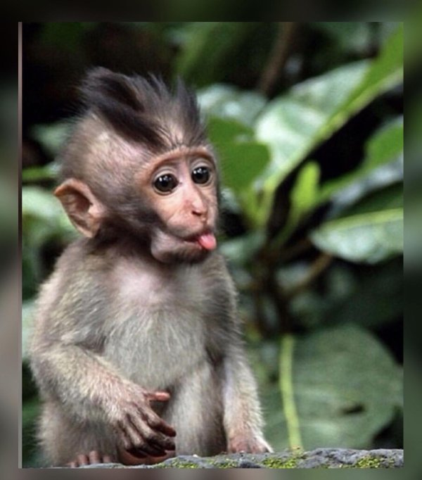 мартышка показывает язык