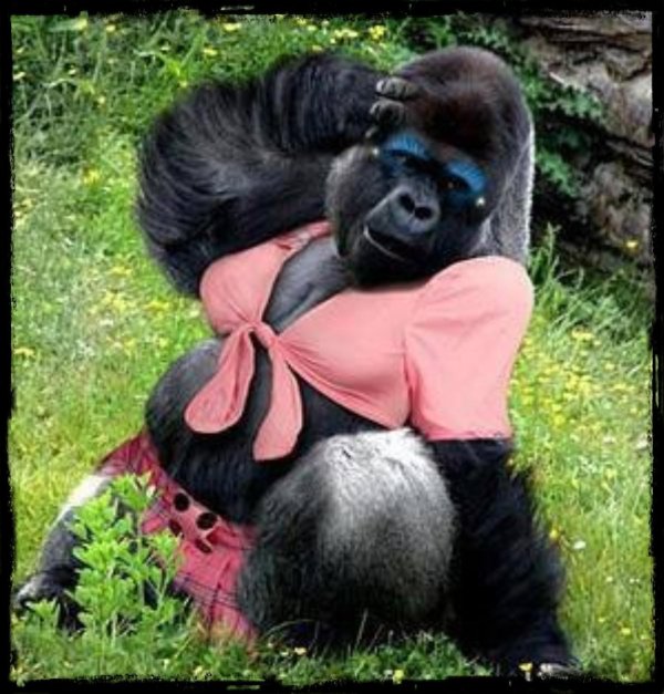горилла девочка