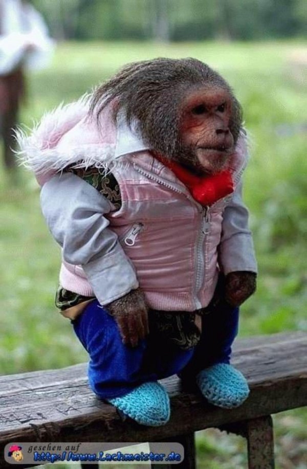 обезьянки маленькие в одежде