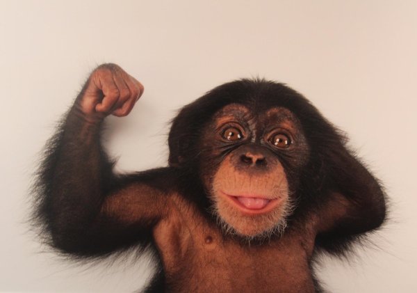 меймун макаки