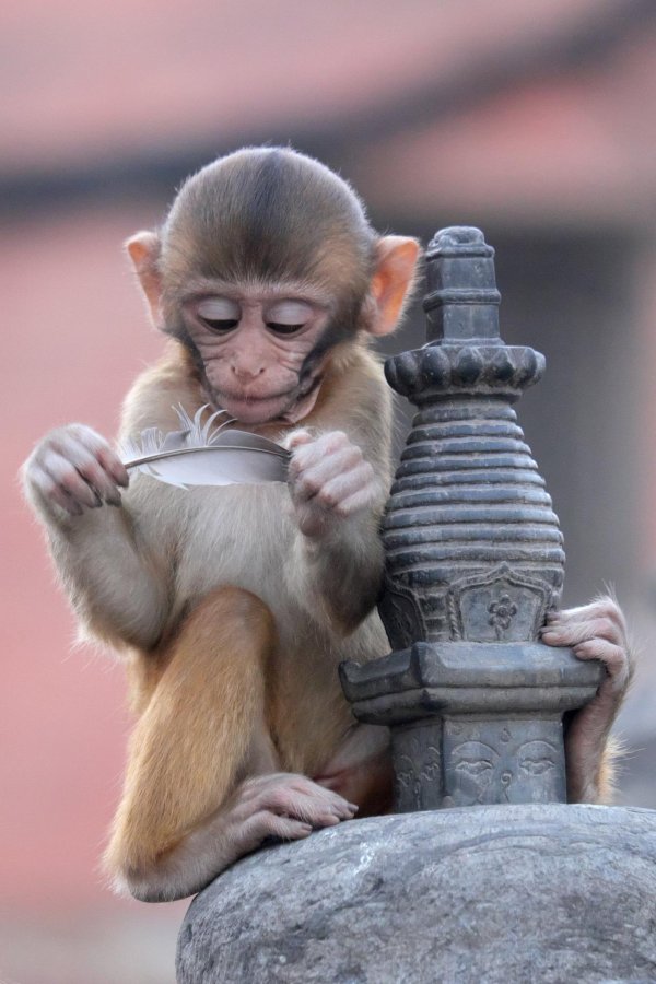 мартышка милая