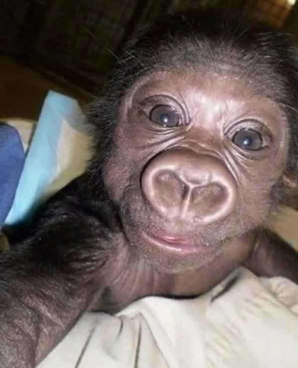 детеныш гориллы