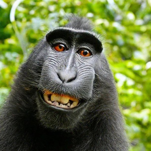 макака смешная