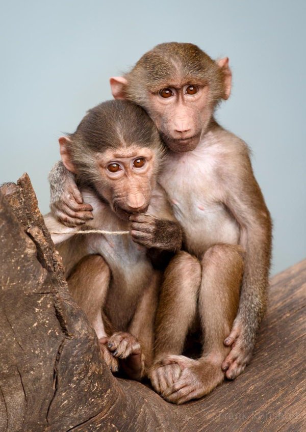 обезьяны семья