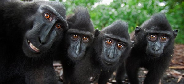 хохлатый павиан