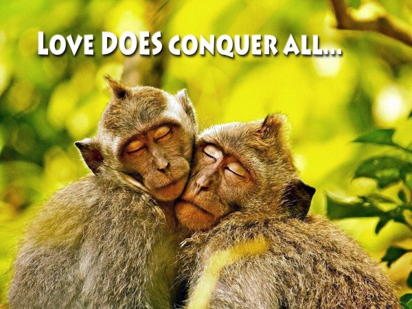 любовь животных