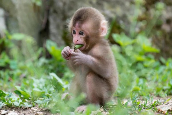 меймун макаки