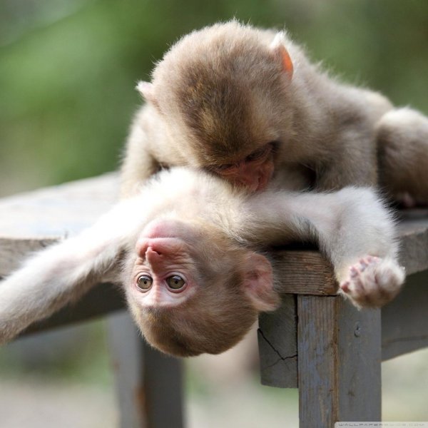 обнимающиеся обезьяны