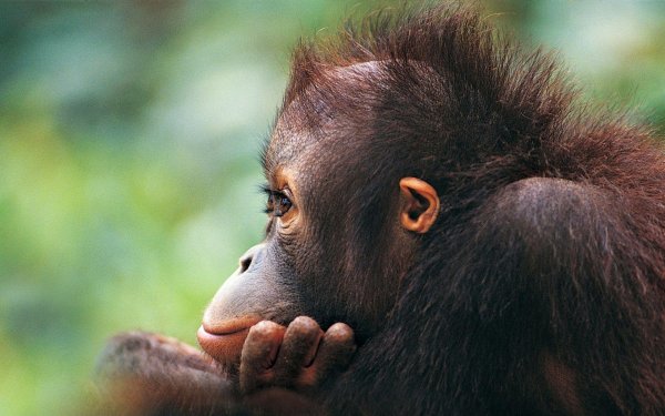 детеныш орангутанга