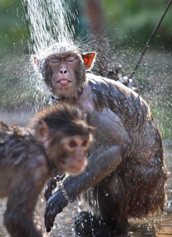 обезьянка купается