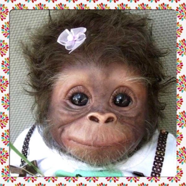 милые обезьянки