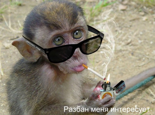 Обезьяна прикольные